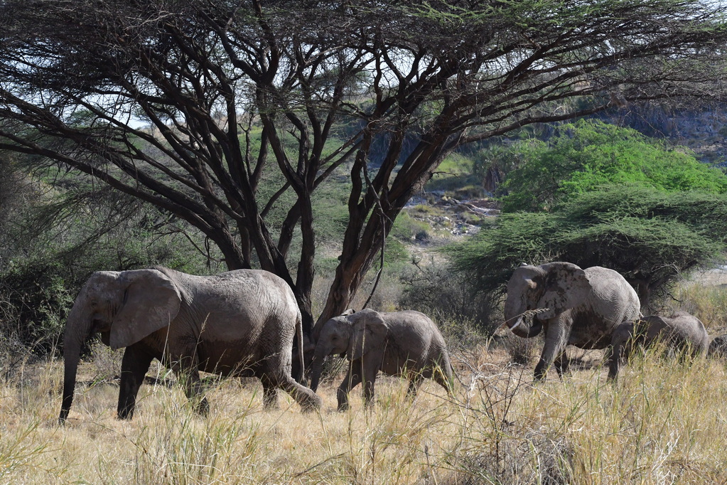 Samburu Nat. Resserve